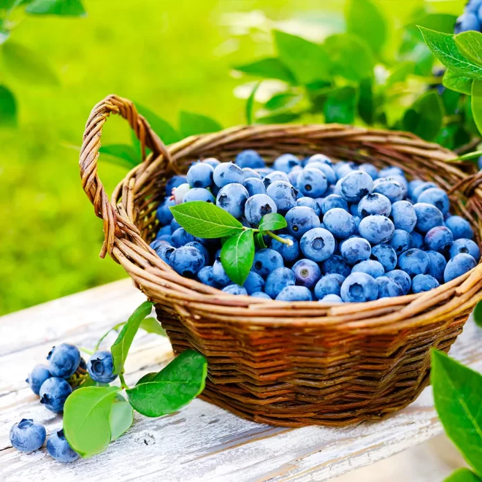 What Are The Benefits Of Blueberries